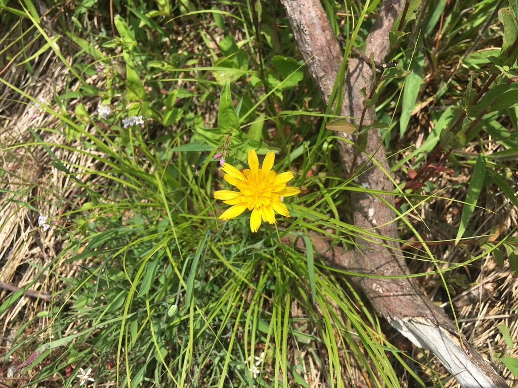Native habitat