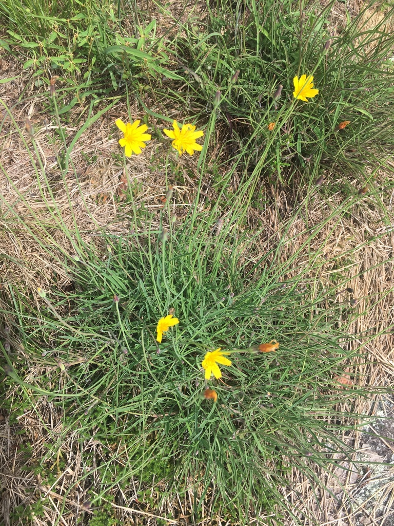 Form