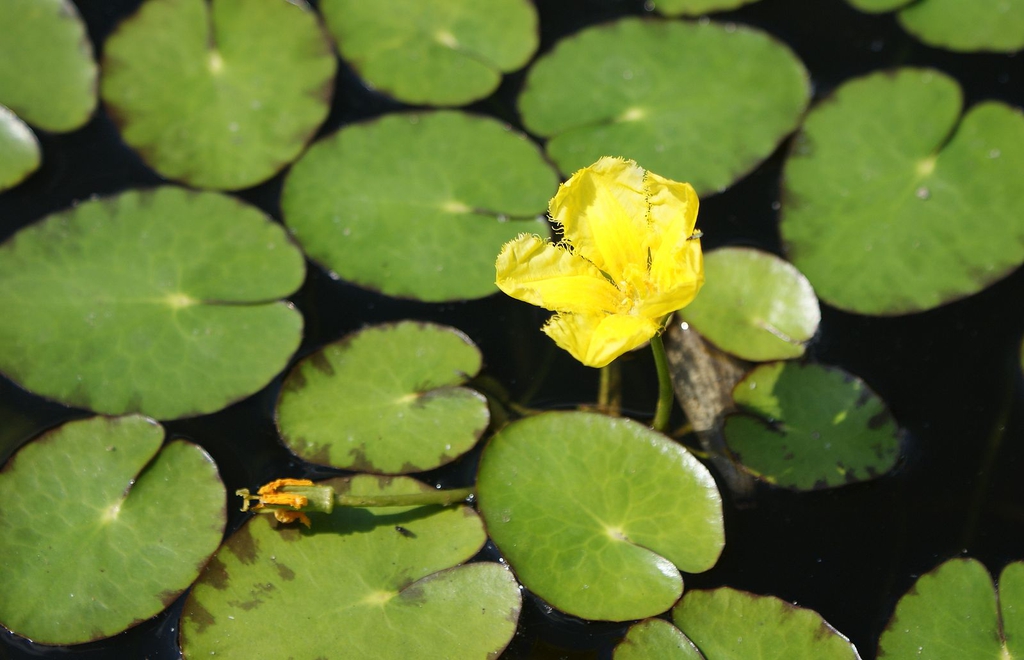 Nymphoides pelatum