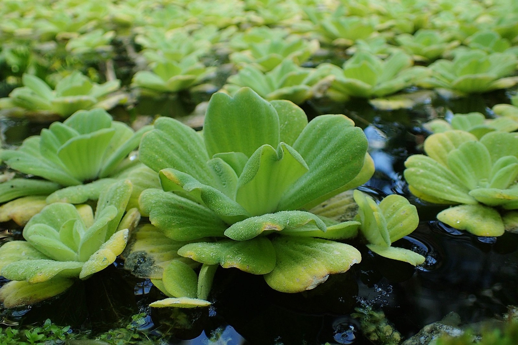 Pistia stratiotes