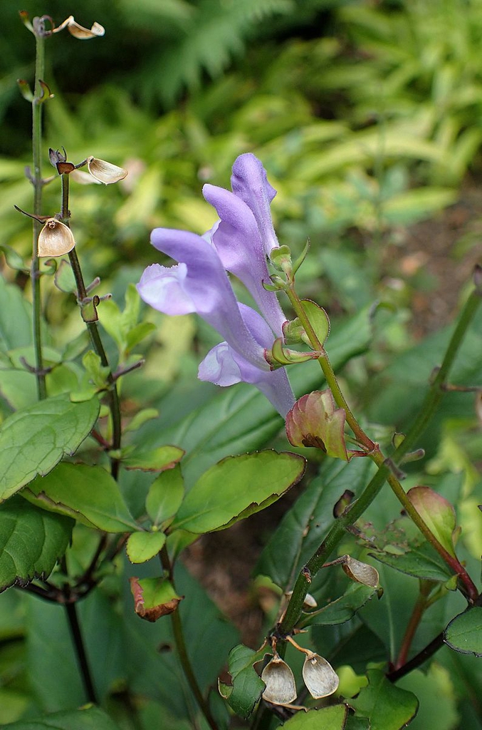 Scutellaria serrata