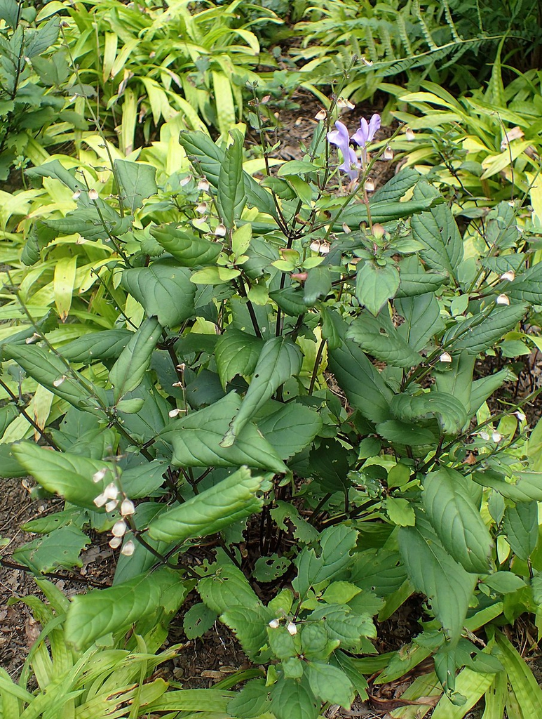 Scutellaria serrata