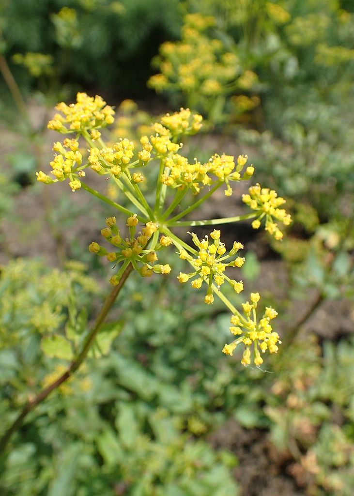 close-up of gold umbel