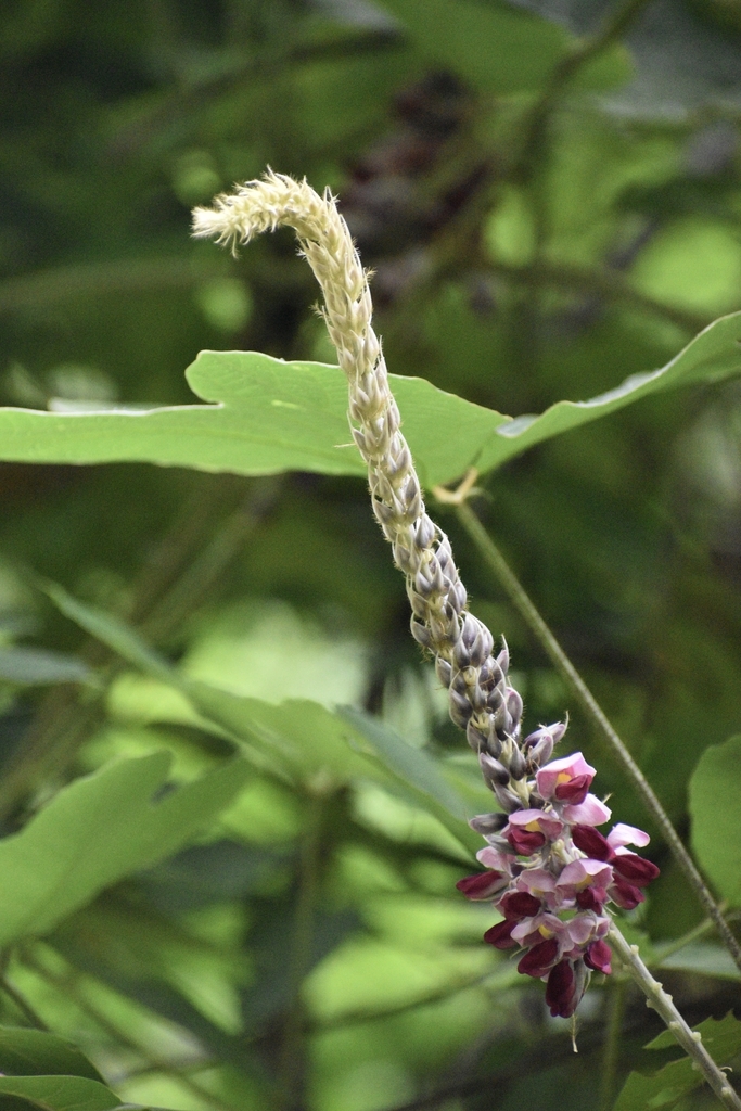 Flower spike with purple flowers and linear subtending bracts.