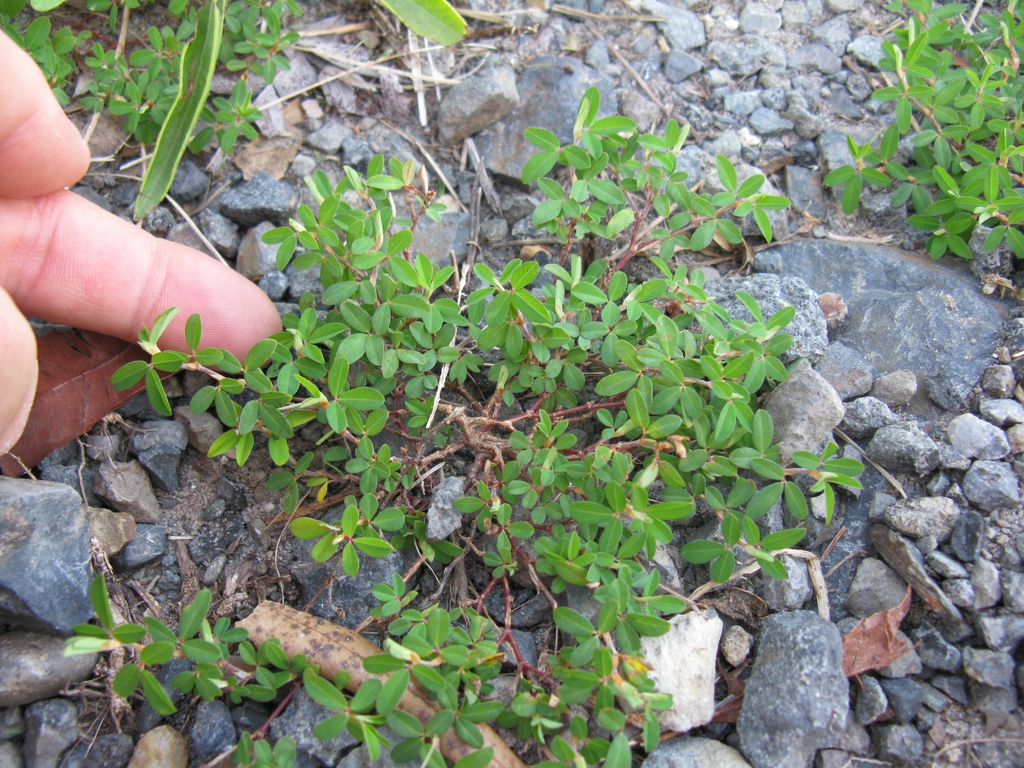 Form