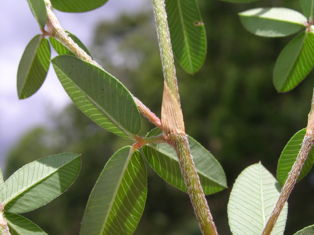 Stem, leaves
