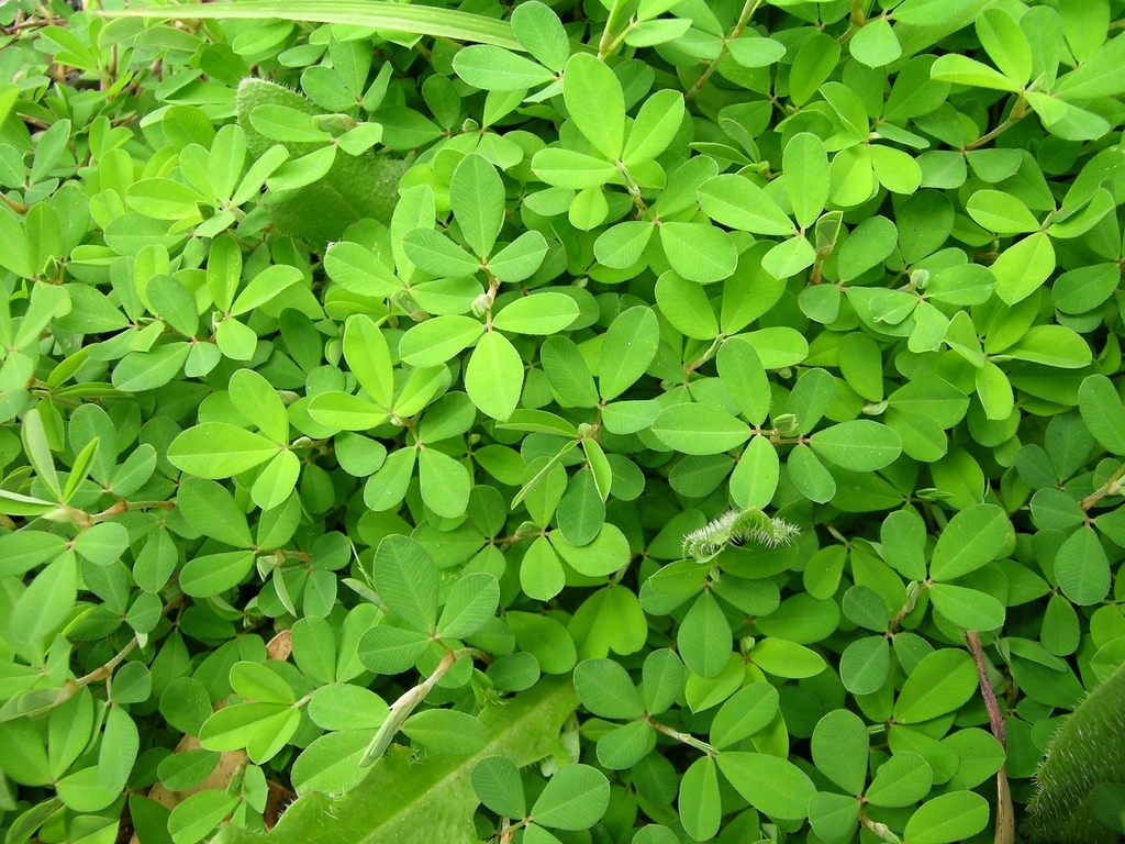 Plant