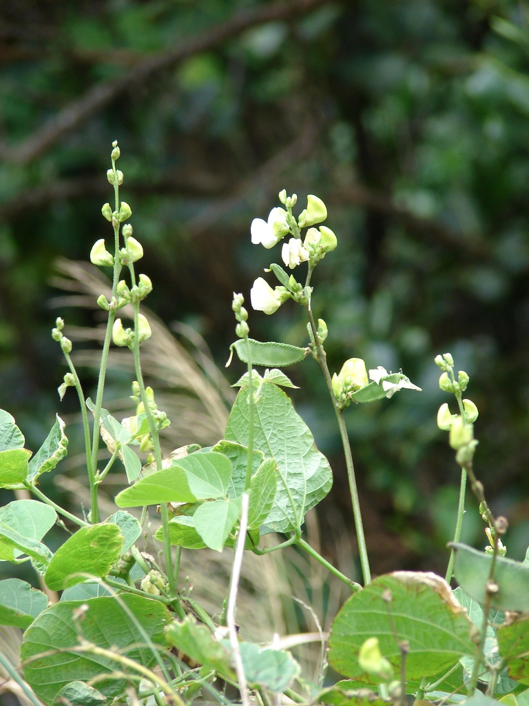White flowers