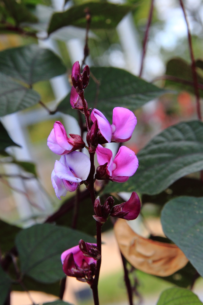 leaves and flowers