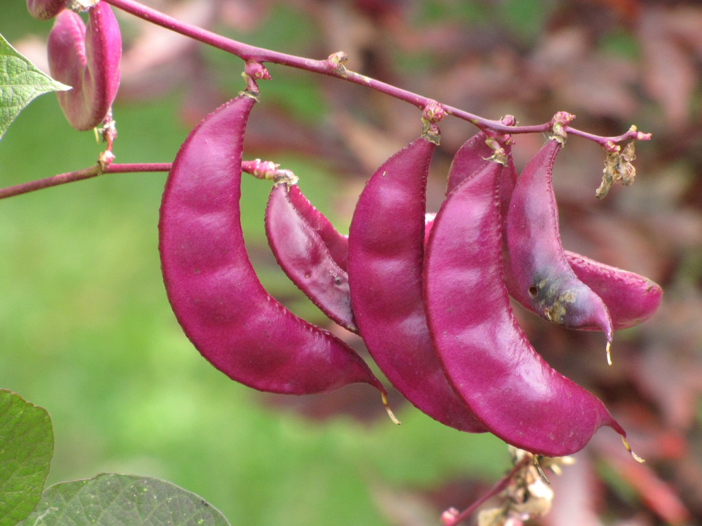 seed pods