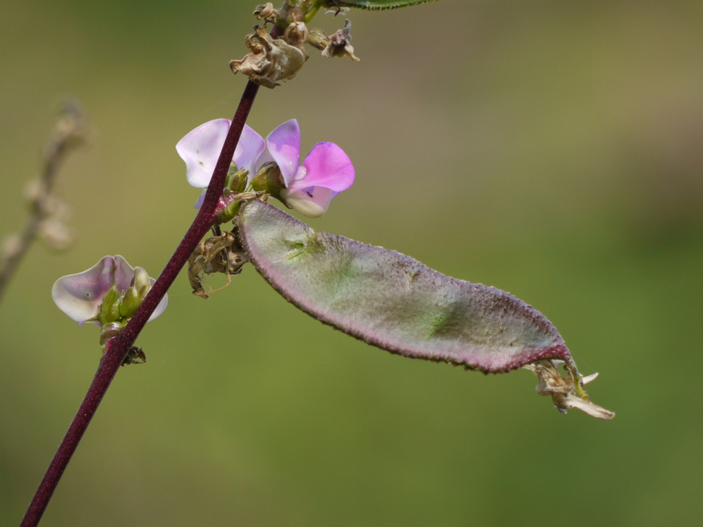 leaves and flowers