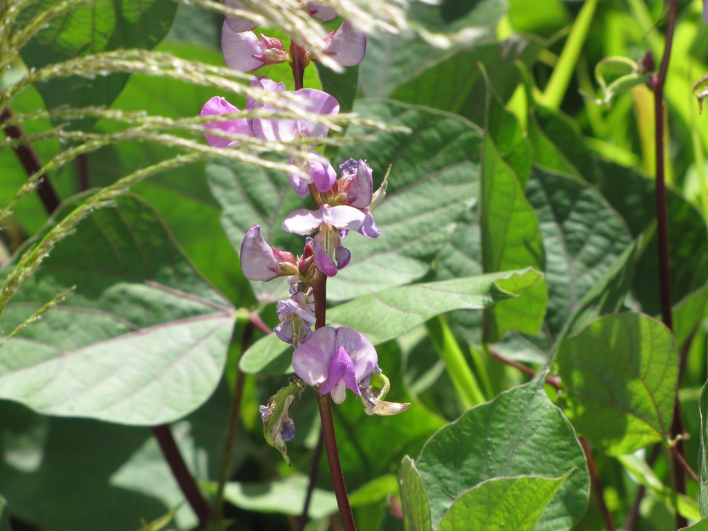leaves and flowers