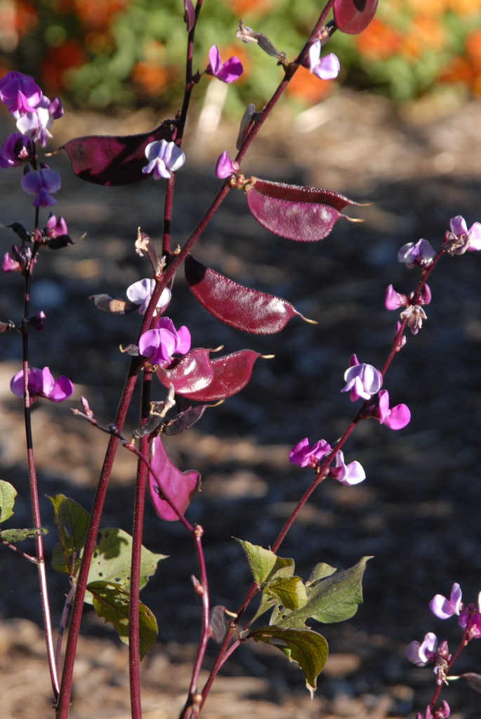 Lablab purpureus