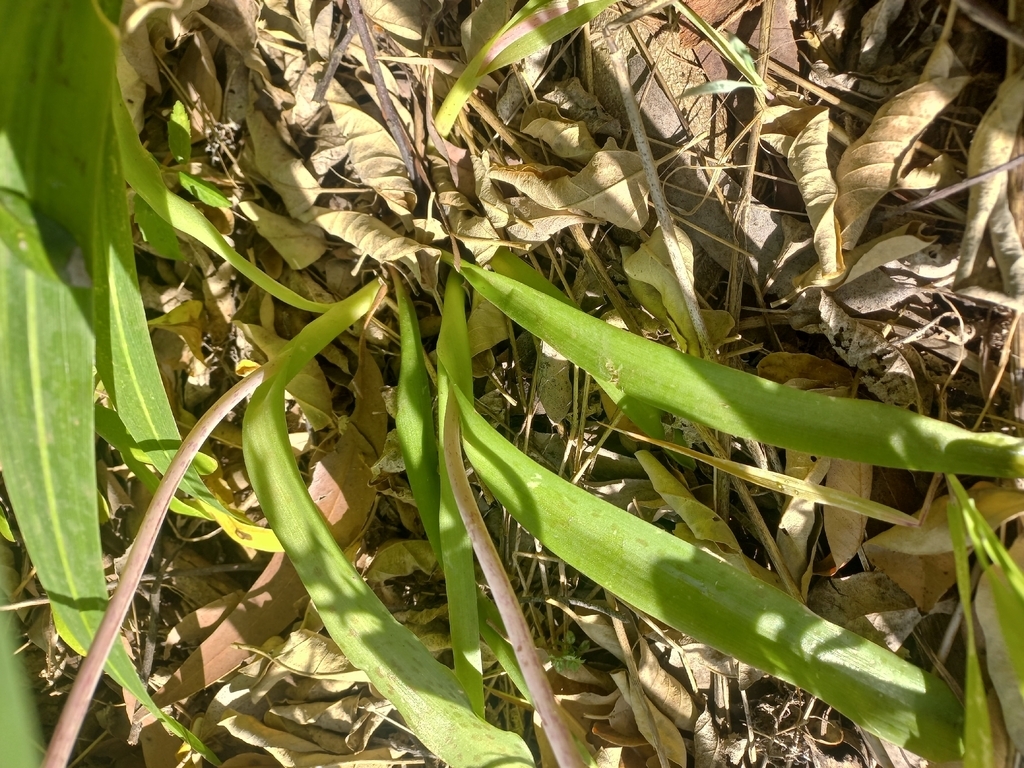 Green strap-like leaves
