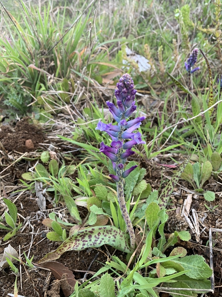Form of plant in bloom