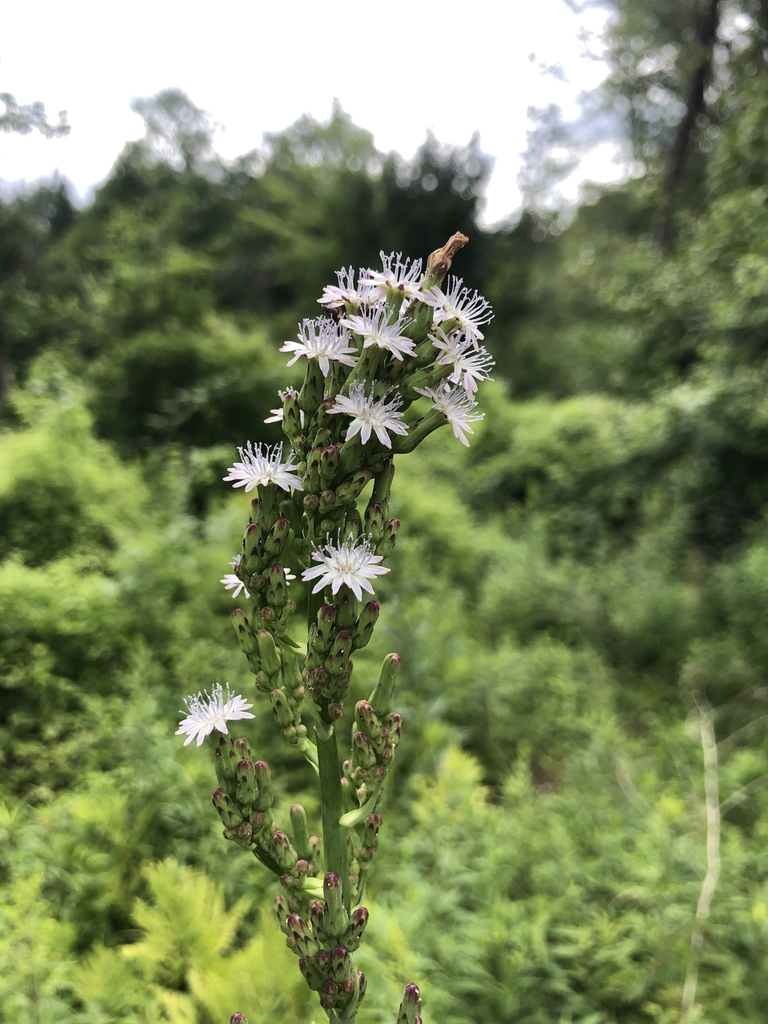 Panicle of bluish flowers