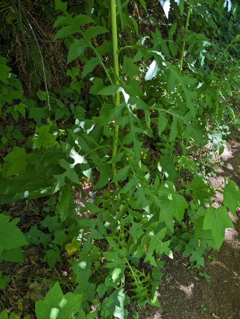 Form with green leaves