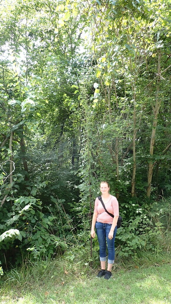 Plant growing with a person near by to show a great height