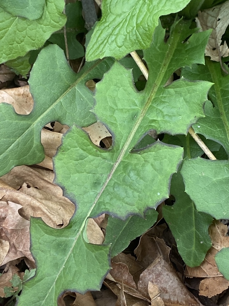 Green leaf with lobes