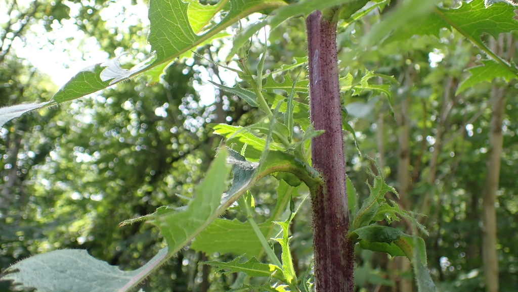 Reddish stem