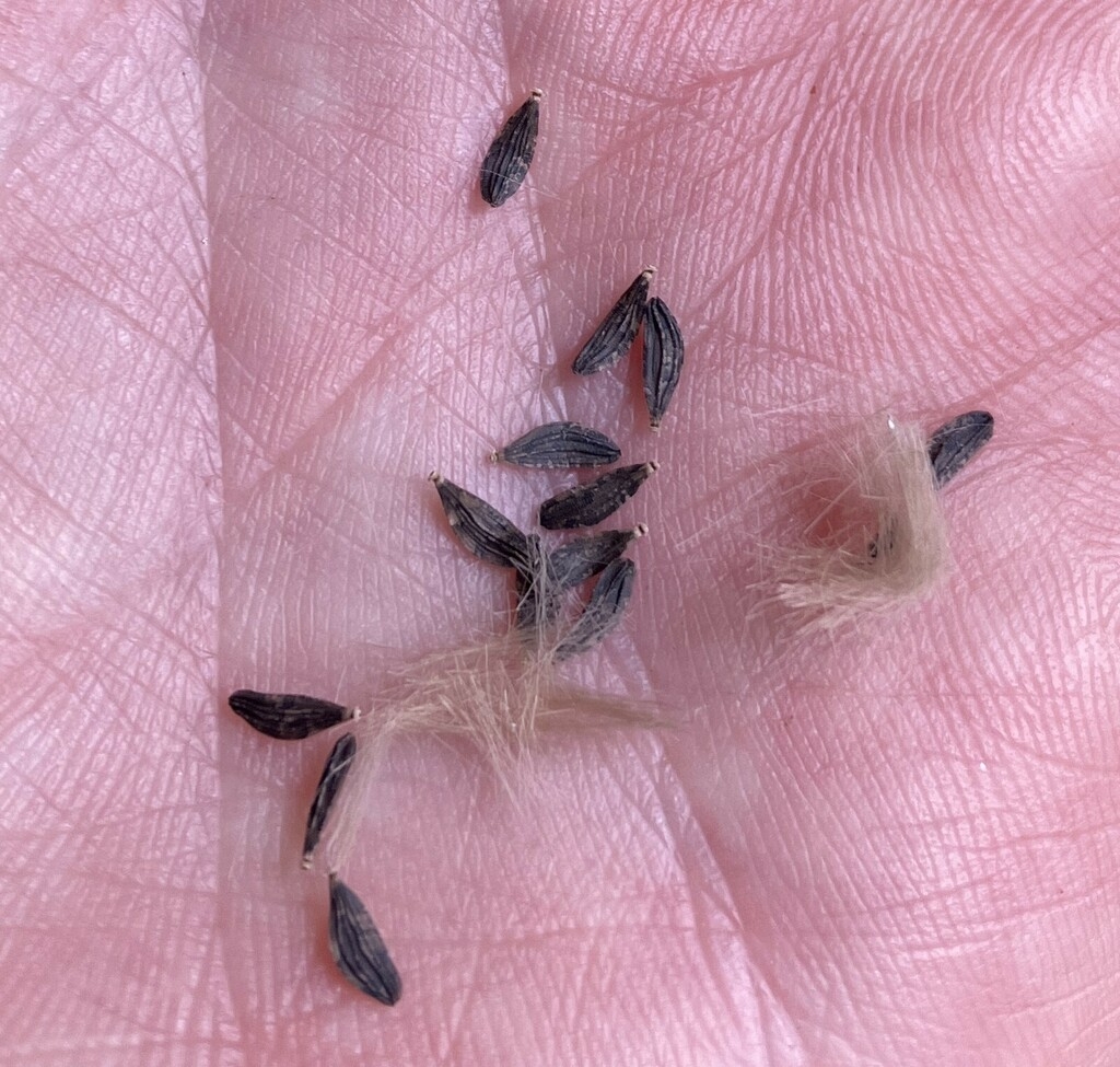 Brown oval seeds