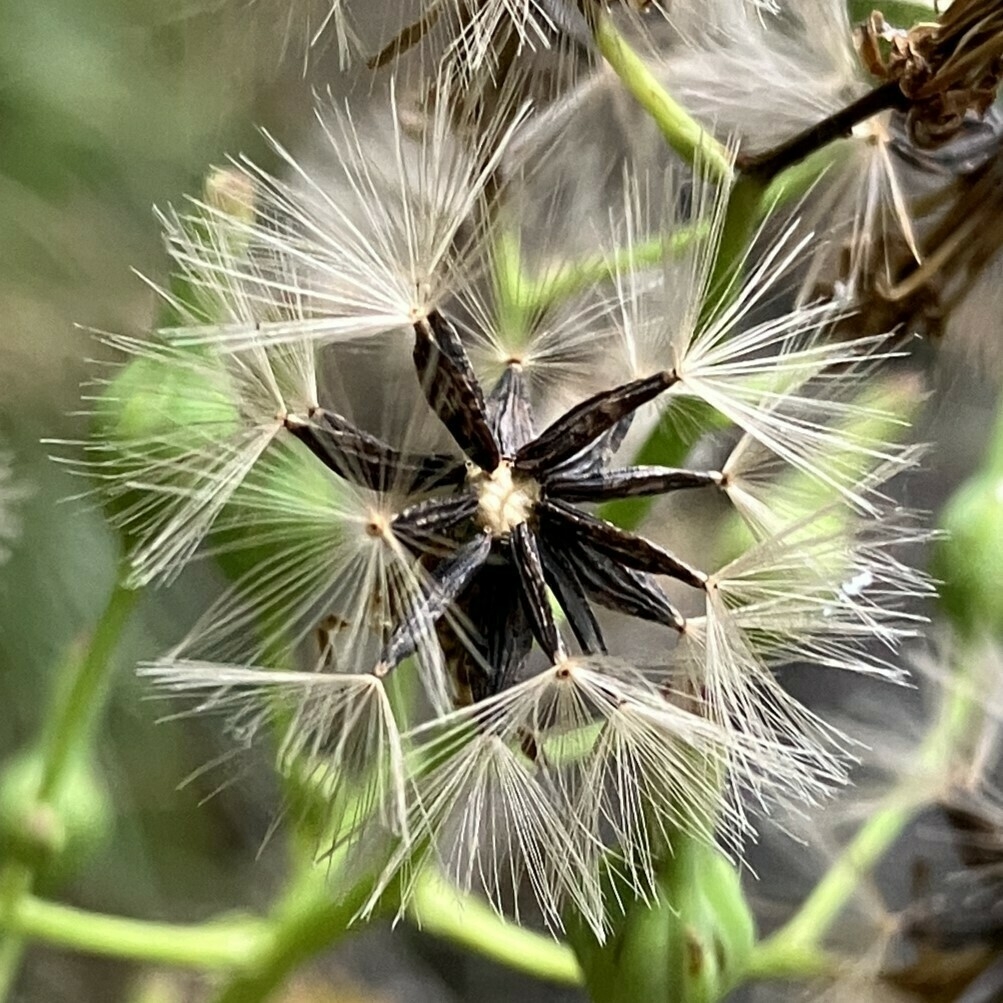 Seeds with white hairs