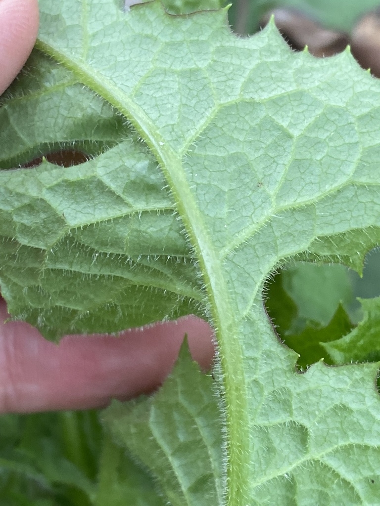 Underside of leaf with hairs