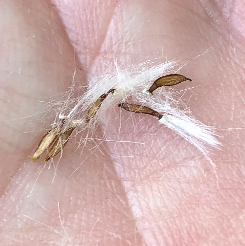 Seeds
