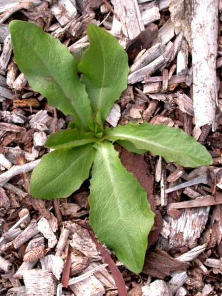Lactuca spp.