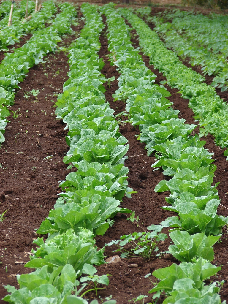 rows of lettuces