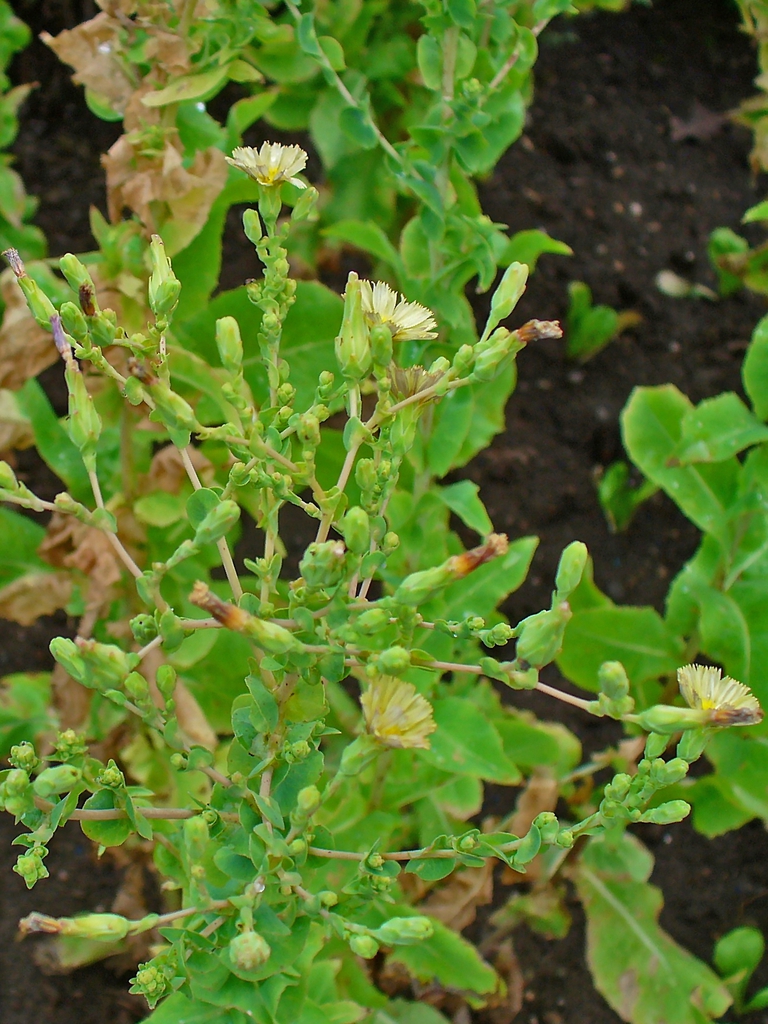inflorescence