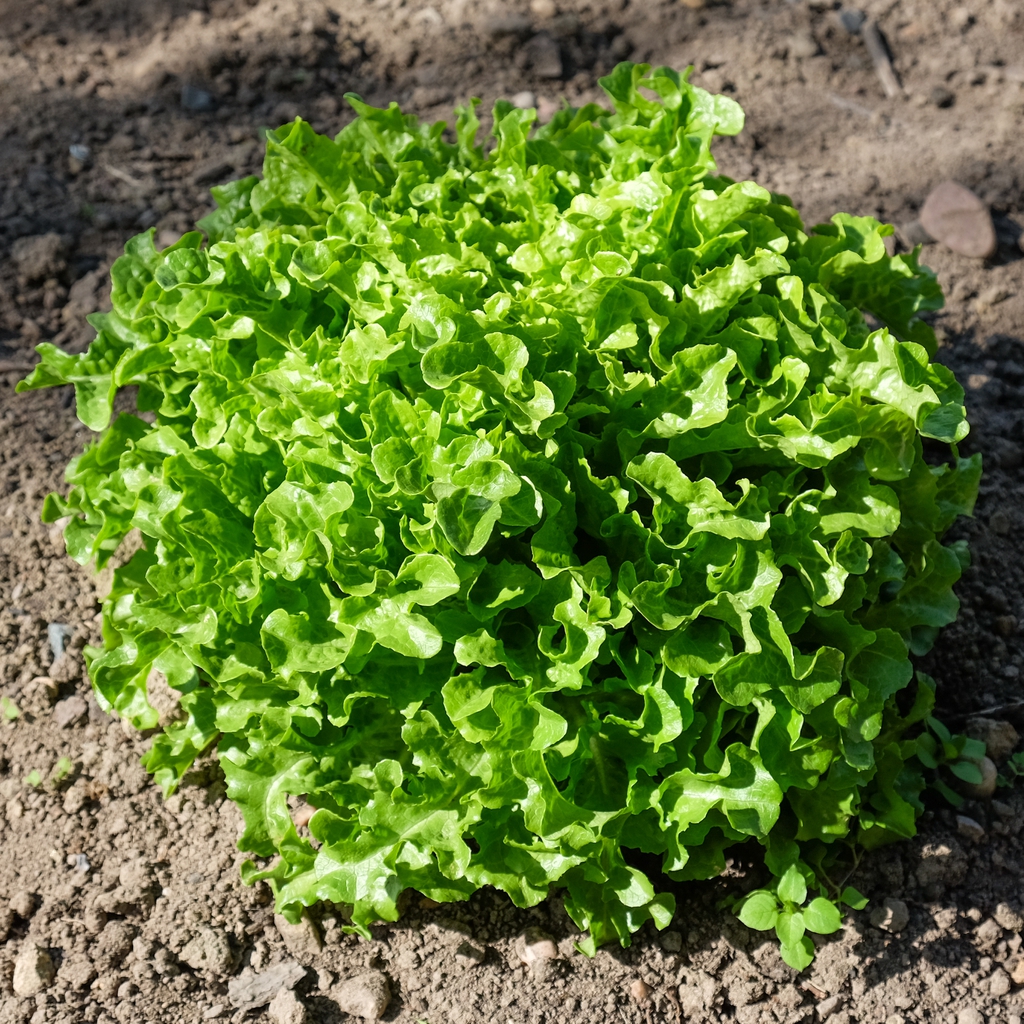 Lactuca sativa 'Ashbrook' form