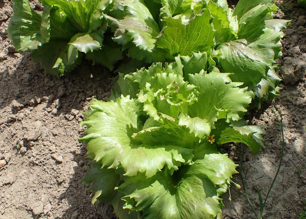 Lactuca sativa 'Carmina'