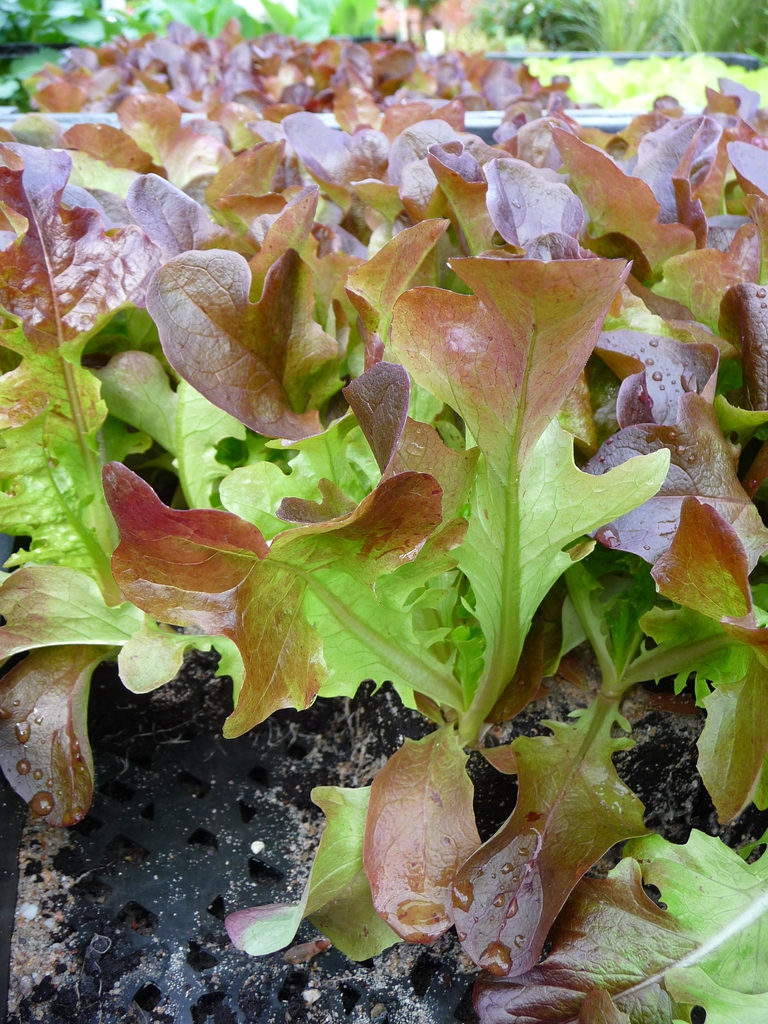 purple and green Lactuca sativa var. crispa