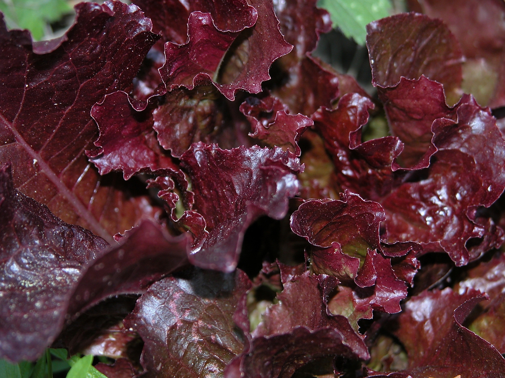 purple lettuce