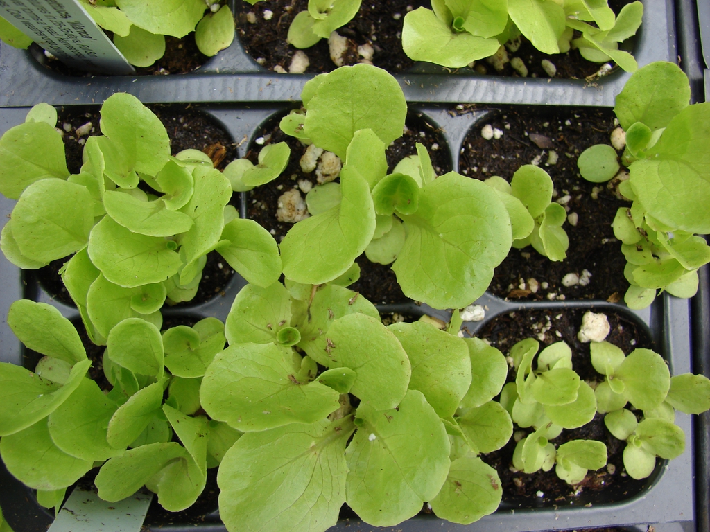 young lettuce