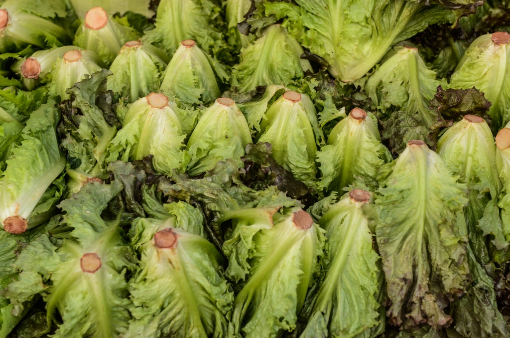 bottom of lettuce