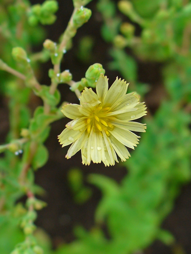 lettuce inflorescence