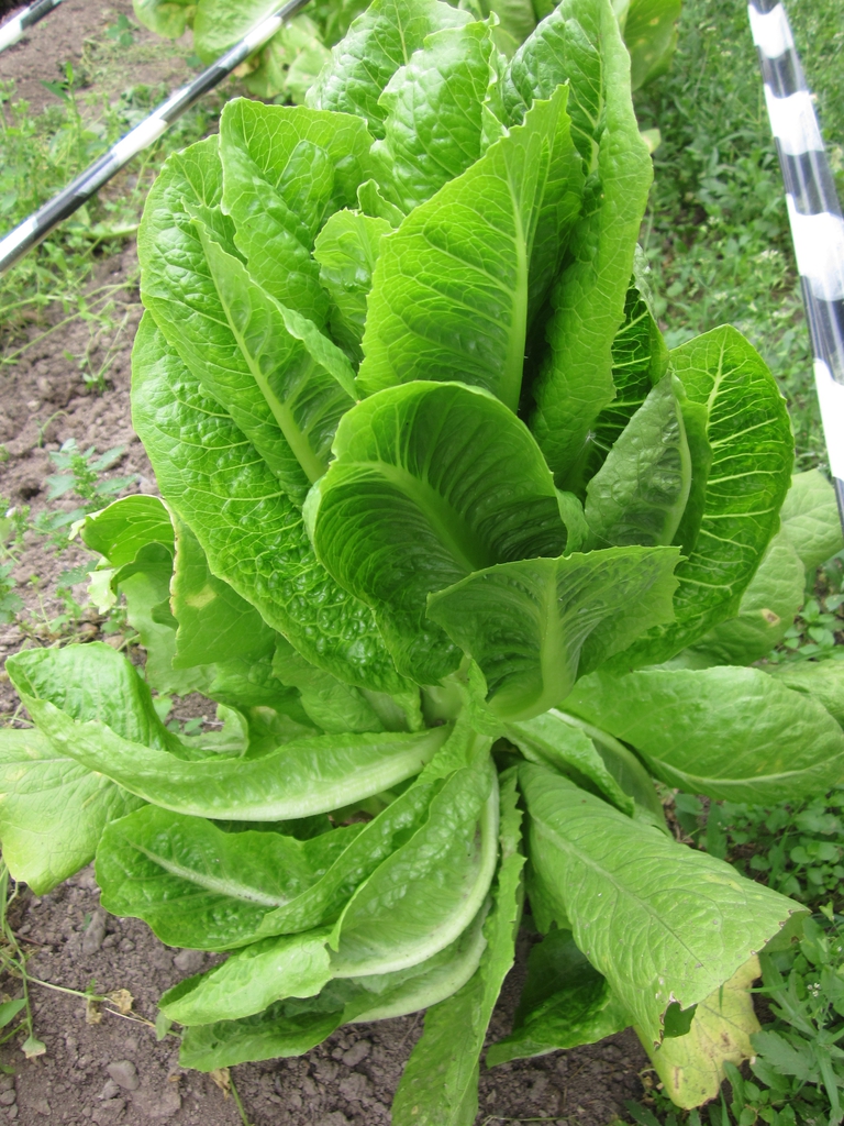 lettuce