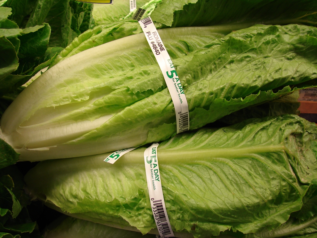Romaine lettuce