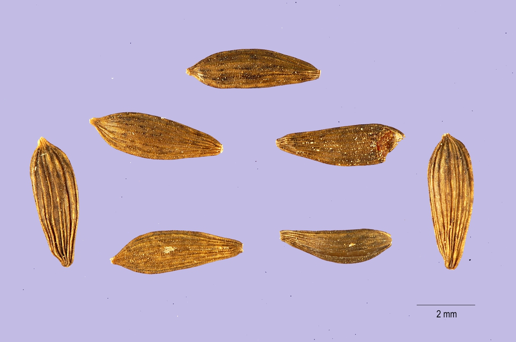 lettuce seeds