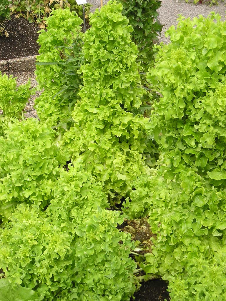 Lactuca sativa var. crispa 'Salad Bowl'