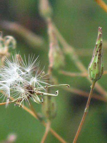Lactuca spp.