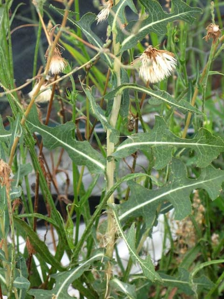 Lactuca spp.
