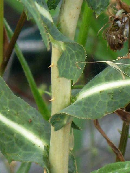 Lactuca spp.