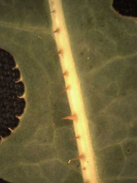 Lactuca spp.