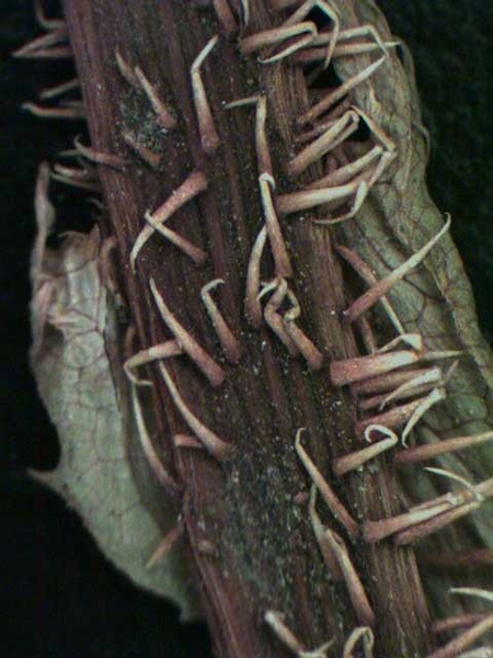 Lactuca spp.