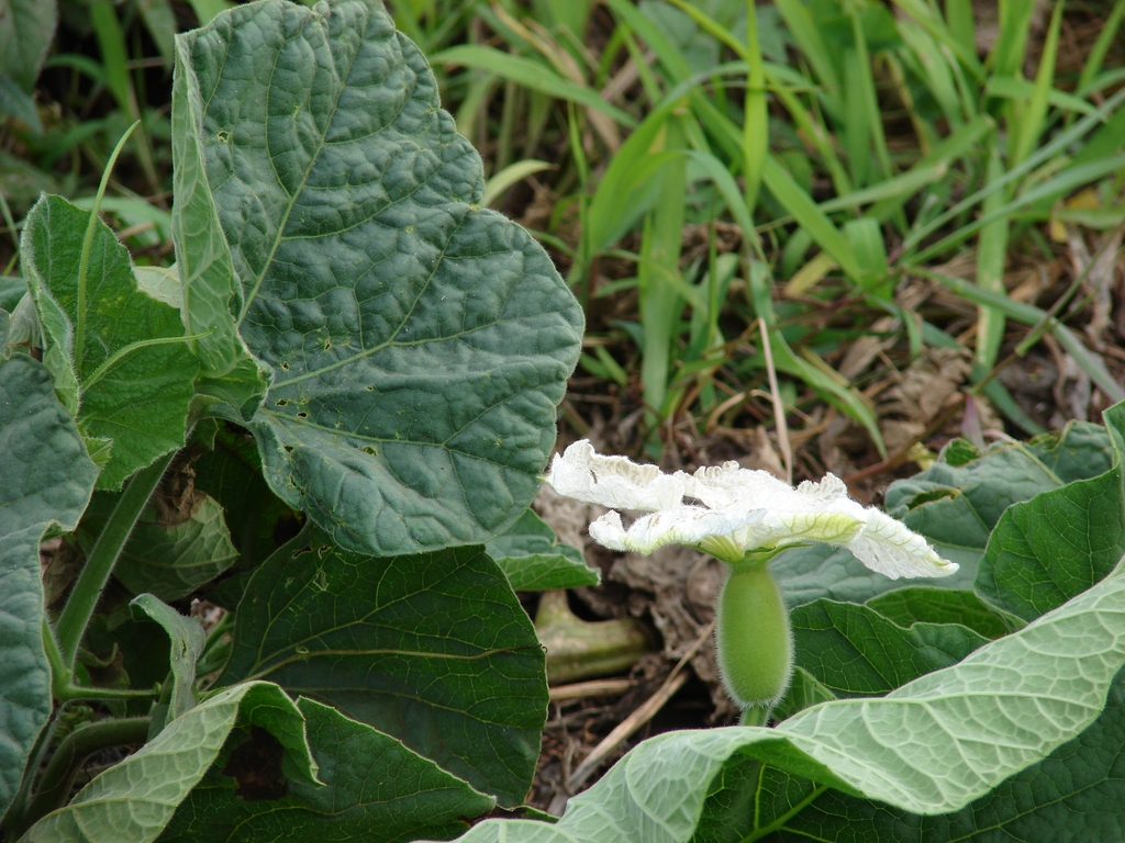 Leaf and flower