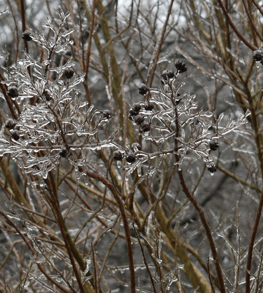 Iced Branch - January - Wake Co., NC