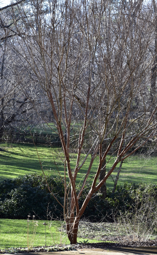 Lagerstroemia